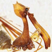 Паук-пеликан Eriauchenius workmani