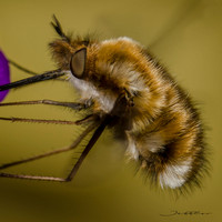 Жужжало большой