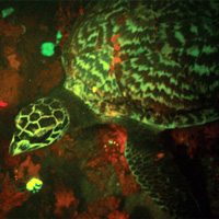 Флуоресценция биссы