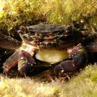 Краб с саккулиной