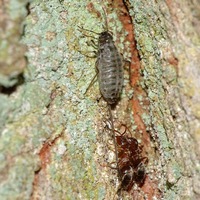 Тля с самым длинным хоботком