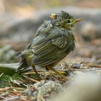 Теньковка с личинкой мухи