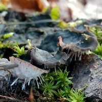 Талломы пельтигеры собачьей