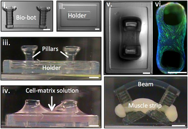 Рис. 2. Выращивание искусственной мышцы для биомеханизма