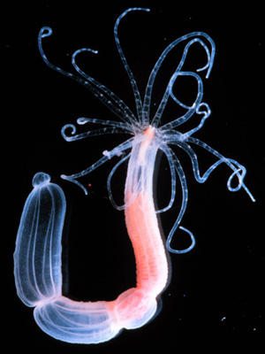 Геном человека оказался в целом гораздо больше похож на геном актинии (на фото — актиния Nematostella), чем геномы мухи и червя. Фото с сайта genome.jgi-psf.org