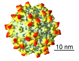 В отличие от большинства других видов раковой терапии, вирус AAV2 безвреден для здоровых клеток (изображение с сайта www.nature.com)