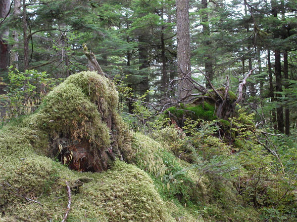 Девственный старый хвойный лес в окрестностях озера Тайер (Thayer) на острове Адмиралти (Admiralty Island, южная часть штата Аляска, 57,6°с.ш., 134,5°з.д.). Фото с сайта www.thayerlake.com