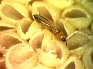 Взрослый трипс внутри мужской шишки австралийского саговника (© Laurence Mound). Фото из пресс-релиза Университета Юты