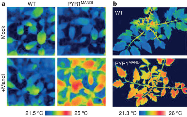 Рис. 2. Изменение температуры листьев, а значит, и испарения воды у растений Arabidopsis thaliana (а), а также у томатов (b)