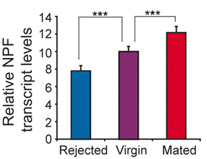 Различия в уровне транскрипции нейропептида F у разных групп самцов