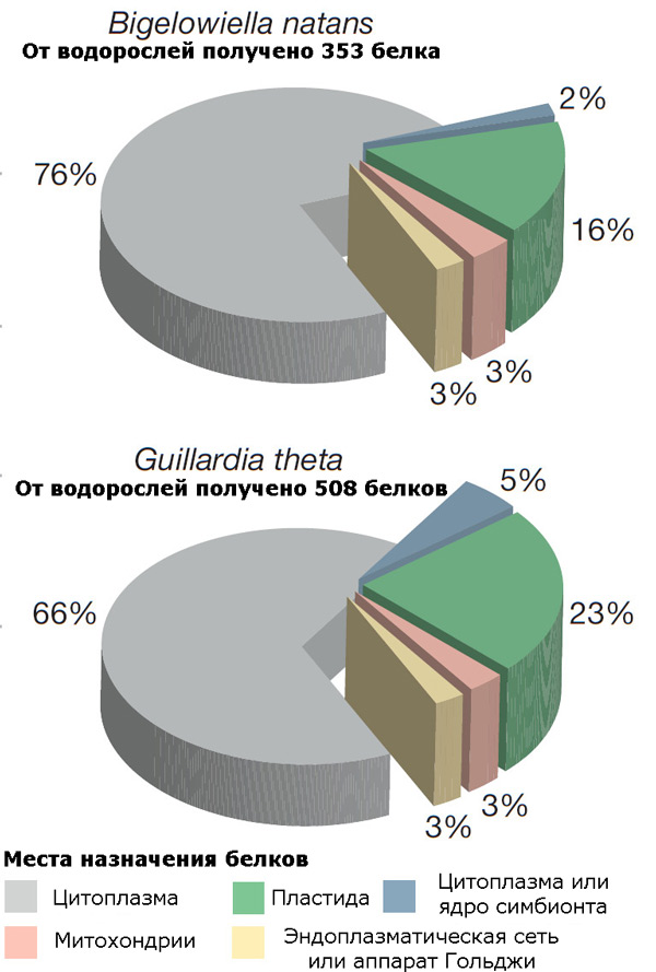 Белки водорослевого происхождения, гены которых обнаружены в ядерных геномах G. theta и B. natans