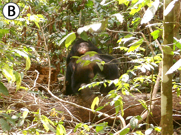 Самец во время долгого вояжа несет на спине уставшего приемного детеныша. Фото из обсуждаемой статьи в PLoS ONE