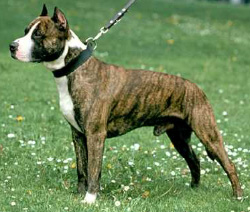 Американский стаффордширский терьер (фото с сайта images.encarta.msn.com)