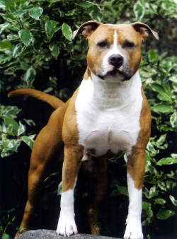 Амстаф (фото с сайта home.hetnet.nl)