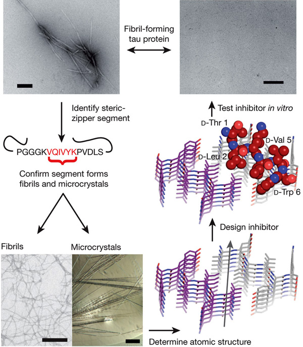 Рис. 1. Схема, по которой исследователи подбирали подходящий блокатор агрегации для белка тау. Изображение из обсуждаемой статьи в Nature