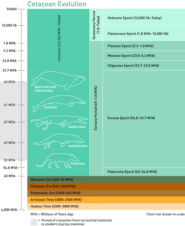 <b>Рис. 1.</b> Последовательность эволюции ранних китообразных