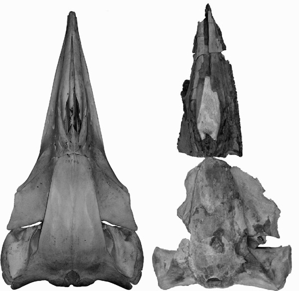 Рис. 3. Черепа современного и миоценового карликовых китов