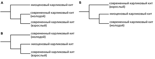 Рис. 4. Кладистические деревья, показывающие «родство» трех китов