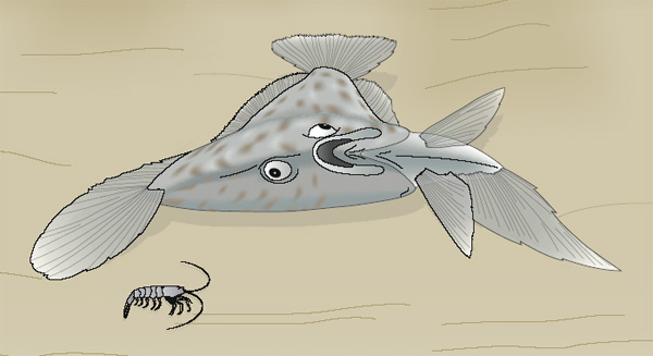 Опираясь на лучи спинного и анального плавников, древние камбалообразные могли приподнимать голову над песком и осматривать своим «нижним» глазом поверхность дна. Рисунок P. Janvier из популярного синопсиса к обсуждаемой статье в Nature