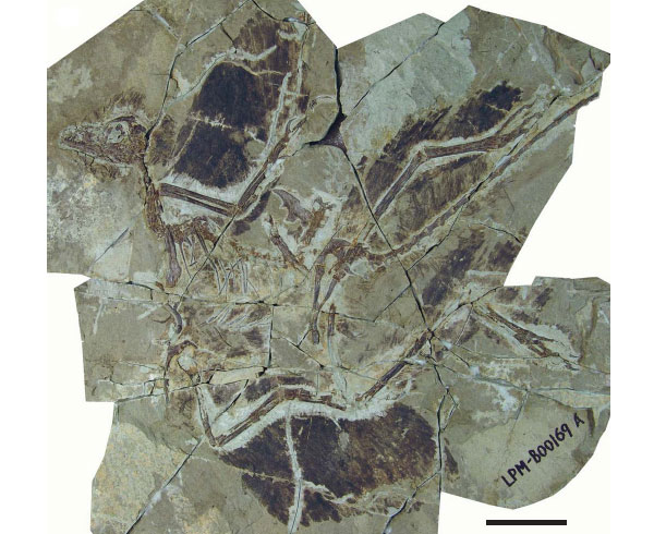 Рис. 1. Anchiornis huxleyi. Видны отпечатки крупных контурных перьев, располагавшихся на всех четырех конечностях и на хвосте. Длина масштабной линейки — 5 см. Фото из обсуждаемой статьи в Nature