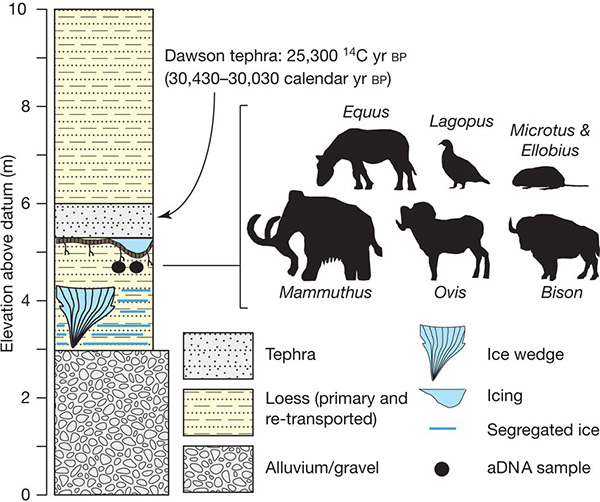 Схематичное изображение последовательности осадков, откуда были выбраны два куска льда (два черных кружка) и силуэты животных, определенных по 12s-рРНК. Рисунок из обсуждаемой статьи в Nature