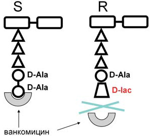 У штаммов энтерококков концевой дипептид меняет химическую структуру и перестает связываться в ванкомицином, формирую резистентные штаммы. Эта замена производится за счет специфического набора генов, выполняющих, насколько известно, только эту функцию. Схема из статьи: С. В. Сидоренко, В. И. Тишков. Молекулярные основы резистентности к антибиотикам // Успехи биологической химии. Т. 44. С. 263–306