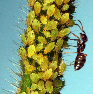 Лучший пастух тлей (фото с сайта www.extension.iastate.edu)