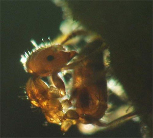 Муравей убивает постороннее растение с помощью смертельной инъекции — впрыскивая в его листья муравьиную кислоту (фото с сайта www.newscientist.com)