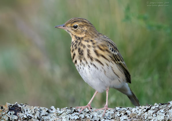 Конёк лесной (Anthus trivialis) — второй по численности вид, мигрирующий на зимовку из Европы в Африку. Фото Сергея Осипова с сайта club.foto.ru