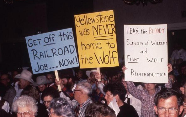 Демонстрация противников реинтродукции волка в Йеллоустонский парк. Надписи гласят: «Йелоустон НИКОГДА (подчеркнуто. — А. Г.) не был домом для волка» или «Услышьте крики окровавленных диких животных и сражайтесь против реинтродукции волка». На самом деле волки на территории, где находится Йеллоустонский парк, всегда обитали, вплоть до того момента, когда были полностью истреблены человеком. Фото с сайта www.jyi.org