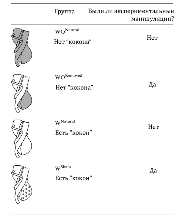 Группы куколок, использованные в опытах