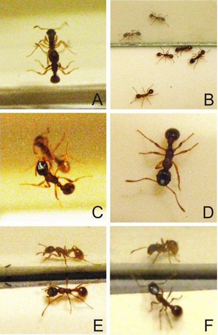 Муравьи и зеркало