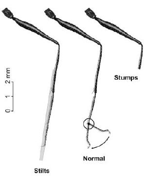 Манипуляции с длиной ног пустынного муравья: «ходули» (stilts), нормальные ноги (normal) и «культи» (stumps). Рис. из статьи в Science