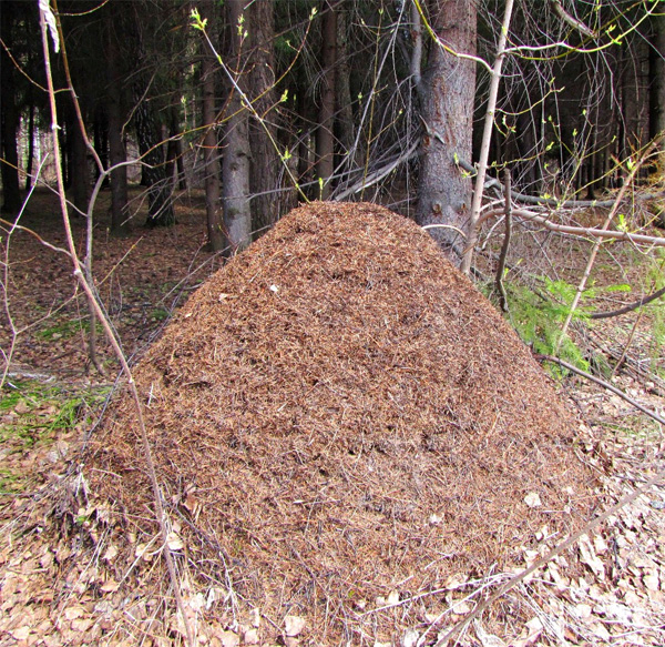 Муравейник — сообщество отдельных особей, слаженная организация которых требует так или иначе передавать друг другу различные полезные сведения; в частности, муравьи передают и воспринимают информацию о количестве и числе объектов. Фото О. Б. Выгоняйловой, передано авторами обсуждаемой статьи в Behaviour