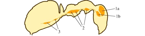 Центральная нервная система муравья сложена надглоточным нервным ганглием (1a), подглоточным нервным ганглием (1b), грудными нервными ганглиями (2) и брюшной нервной цепочкой (3). Схема с сайта antclub.org