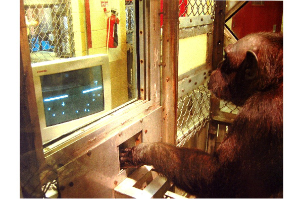 В опытах Берана (Beran et al., 1998) шимпанзе видит на экране арабскую цифру и выбирает соответствующее число точек. Фото М. Берана, передано авторами обсуждаемой статьи в Behaviour