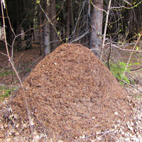 Муравейник — сообщество отдельных особей, слаженная организация которых требует так или иначе передавать друг другу различные полезные сведения; в частности, муравьи передают и воспринимают информацию о количестве и числе объектов. Фото О. Б. Выгоняйловой, передано авторами обсуждаемой статьи в Behaviour