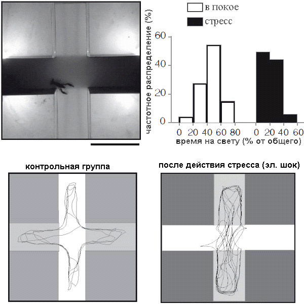 Рак в экспериментальном аквариуме (слева вверху), в котором два рукава освещены, а два — темные