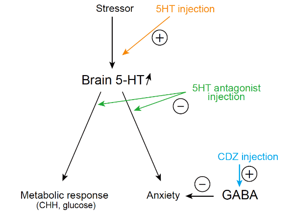 Схема работы основных агентов, обеспечивающих стрессовый ответ у рака. 5HT — серотонин, GABA — ГАМК, СDZ — бензодиазепин