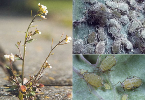 Рис. 1. Резуховидка Таля (Arabidopsis thaliana) (слева) и ее природные враги: капустная тля Brevicoryne brassicae (справа вверху) и горчичная тля Lipaphis erysimi