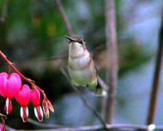 Колибри Archilochus colubris (Северная Америка) может махать крыльями с частотой больше 50 Гц (то есть больше 50 раз в секунду) и висеть в воздухе на одном месте. Все колибри умеют зависать в воздухе, но не все достигают такой высокой частоты взмахов. Фото с сайта www.ornithomedia.com