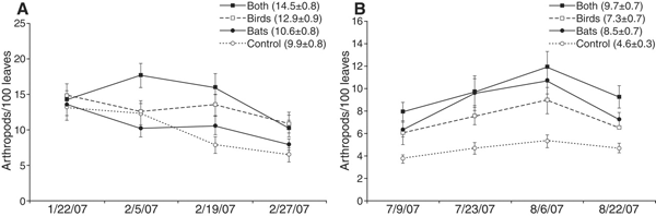 Средняя численность членистоногих на каждые сто листьев кофейного дерева в сухой сезон (A) и в сезон дождей (B). Заполненные квадраты и сплошные линии — участки без летучих мышей и без птиц; полые квадраты и прерывистые линии — участки без птиц, но с летучими мышами; заполненные круги и сплошные линии — участки без летучих мышей, но с птицами; полые круги и пунктирные линии — контрольные участки с летучими мышами и птицами. На горизонтальной оси отмечены даты (месяц/число/год). Рис. из обсуждаемой статьи в Science о роли летучих мышей в агроэкосистеме мексиканской кофейной плантации