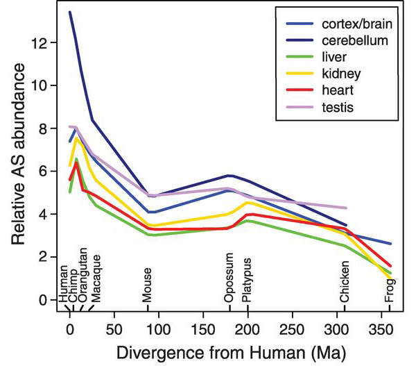 Частота случаев альтернативного сплайсинга в ортологичных генах у разных животных и человека по отношению к минимальному разнообразию