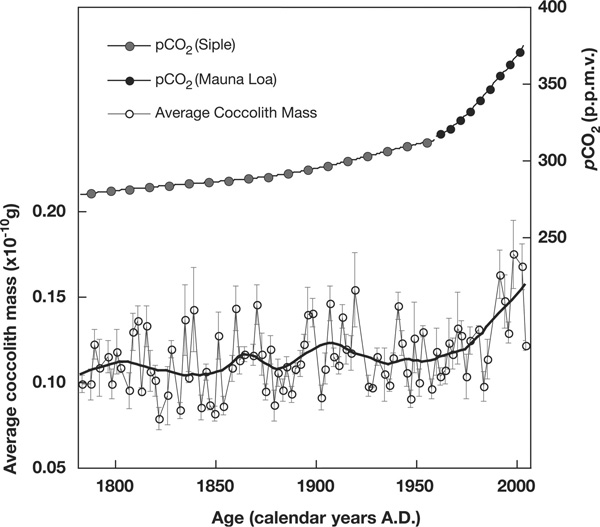 Рост концентрации CO2 в атмосфере (верхняя кривая) и средней массы кокколитов в донных отложениях Северной Атлантики. Рис. из обсуждаемой статьи в Science