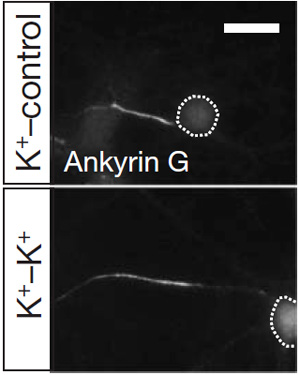 «Возвращение» ИСА ближе к телу клетки после прекращения хронической деполяризации мембраны нейронов. Изображение из обсуждаемой статьи в Nature