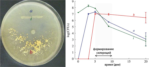 В чашке Петри хорошо видны склероции в виде скопления желтых зерен