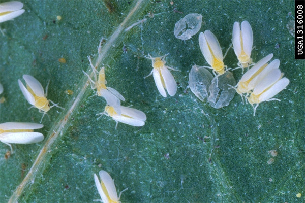 Белокрылка Bemisia tabaci — один из самых опасных сельскохозяйственных вредителей в тропических и теплоумеренных районах всего мира. Фото с сайта hightunnels.cfans.umn.edu