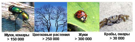 Количество известных видов разных представителей флоры и фауны (изображение с сайта www.barcoding.si.edu)