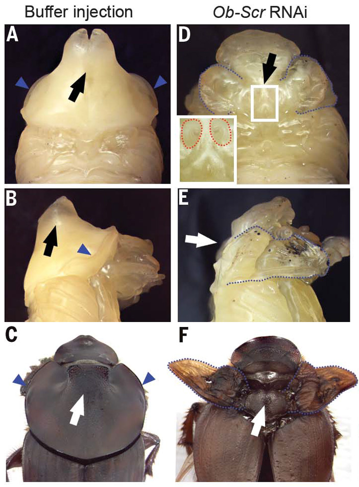 Рис. 3. Отключение гена scr ведет к развитию на переднегруди подобия крыльев