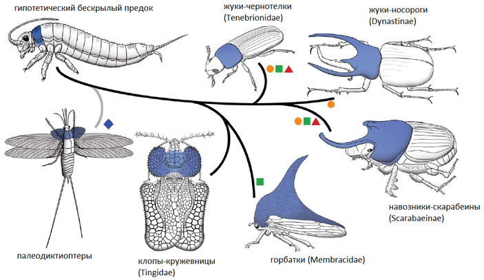 Рис. 4. Разнообразие строения переднегруди у насекомых
